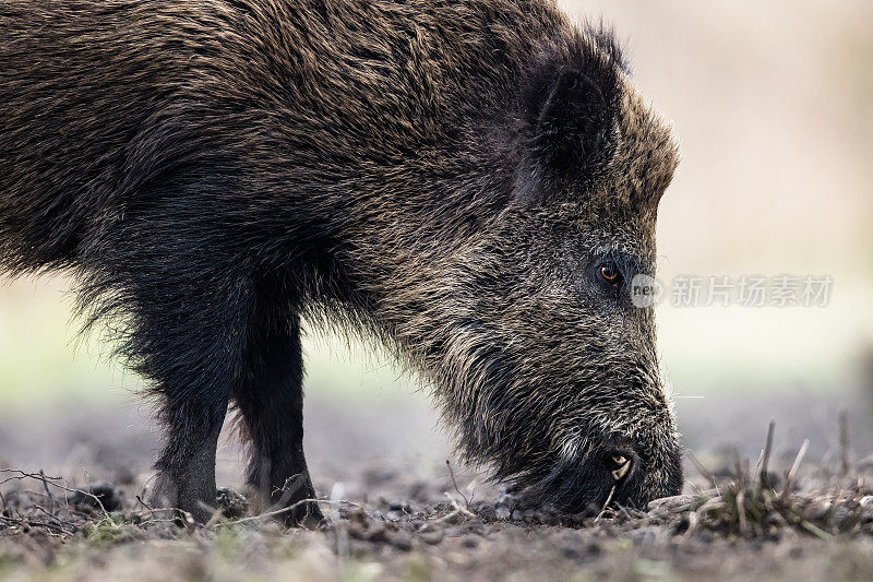 野猪(Sus scrofa)，欧亚野猪。